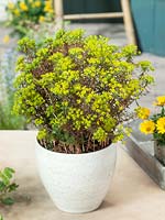 Euphorbia cyparissias Clarice How in pot