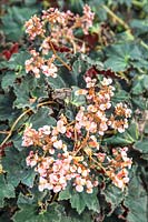 Begonia Black Mambo