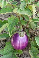 Solanum Violette di Firenza