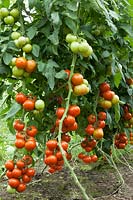 Solanum Guidon F1