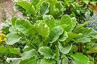 Brassica Evercream