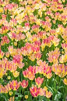 Tulipa Single Late Antoinette