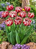 Tulipa Double Late Starline