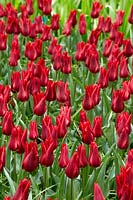 Tulipa Lily Flowered Pieter de Leur