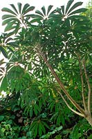 Schefflera taiwaniana courtesy of Crug Farm Plants N Wales