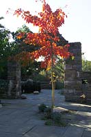 Acer davidii in the Ruin Garden at Chanticleer Garden, Pennsylvania