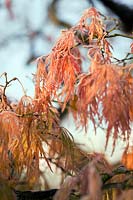Acer palmatum Dissectum Atropurpurea