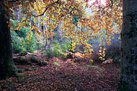 Dense leaf litter and curtain of leaves