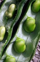 Broad bean pods Green beans in an open pod