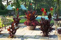 Red flowered Canna sp in containers on patio. Terrace Garden, Chanticleer Garden, Pennsylvania.