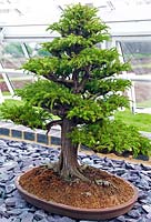 Cryptomeria japonica (Japanese cedar) bonsai evergreen tree in small dish planter. Standing on gravel within glasshouse