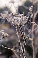 Foeniculum vulgare Purpureum seed heads frosted in winter
