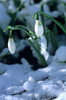 Galanthus elwesii in snow. Snowdrop