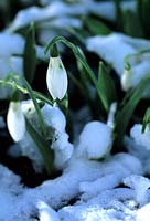 Galanthus elwesii in snow.  Snowdrop