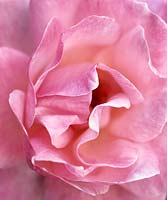 Rosa Queen Elizabeth, Queen Elizabeth Rose Double fragrant light pink flowers on long stiff stems from July to September