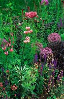 Allium christophii and Lilium martagon (Turk's Cap Lillies) growing in summer perennial border