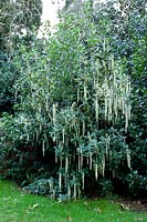 Garrya elliptica or Silk-tassel bush