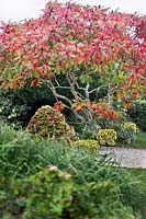 Rhus typhina (stag's horn sumach) with autumn colour