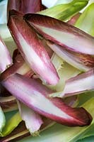 Newly picked Chicory Witloof crimson yellow white leaves