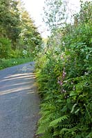 Country Lane with wildflowers in West Wales Cow parsley Campion