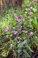 Silene dioica Red Campion Wildflowers on a grassy bank in spring