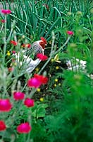 Chickens in garden amongst Rose campion Lychnis coronaria Channel Four Lost Gardens series