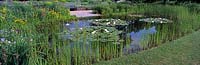 Natural pond with waterlillies. Pond with Typha laxmanii and Nymphaea sp  Water lilies Hermanshof, Germany