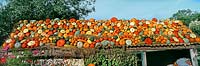 Pumpkins squash roof display at Slindon West Sussex