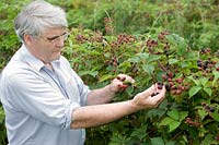 Ewan Pate picking Brambles Blackberry Loch Tay Trained bush with red black berries Saltire Fruits Ltd Dundee Scotland
