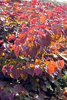 Cercis canadensis Forest Pansy Eastern Redbud Maroon to crimson foliage