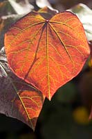Cercis canadensis Forest Pansy Maroon coloured foliage