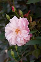 Rosa Mortimer Sackler Rose Pink flowering fragrant climber or shrub rose Delicate bloom with numerous new buds developing
