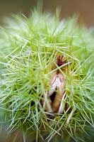 Castanea sativa (Sweet chestnut) spiny shell