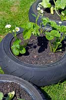 Strawberry plants planted in old motorbike tyres