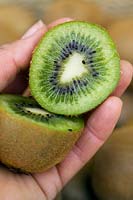 Hand holding a halved kiwi fruit (Actinidia deliciosa)