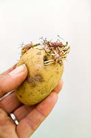 Seed Potato tuber held in hand