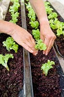 Planting Lettuce Lollo Bionda seedlings in plastic guttering