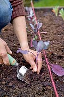 Woman planting young Cabbage F1 Red Jewel seedlings in a vegetable bed