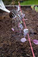 Watering newly planted Cabbage F1 Red Jewel seedlings with watering can
