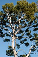 Pinus pinea (Stone Pine, Umbrella Pine)