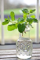 Newly picked Mentha spicata (Common mint) in a glass jar on window ledge