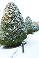 Evergreen trees clipped into cone shapes covered in snow