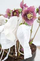 Helleborus cv (Hillier Garden Hybrid) Anemone centred pink spotted Muslin hoods to keep pollen contained after pollination