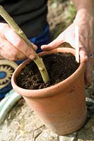 Placing a Brugmansia cutting in pot for growing on