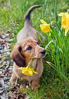 Dachshund puppy amongst daffodil flowers