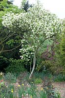 Staphylea colchica (Bladdernut) white flowering panicles