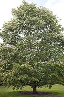Sorbus alnifolia (Korean whitebeam)