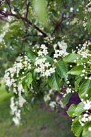 Sorbus alnifolia (Korean whitebeam)