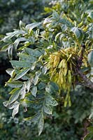 Fraxinus excelsior 'Myrtifolia'
