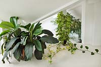 Interior of house with plants in containers including Spathiphyllum 'Sensation' (Peace lily) and Epipremnum aureus (Devils ivy)